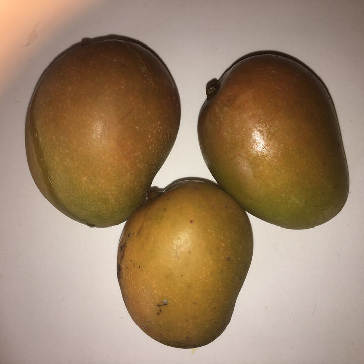 13-1 mango reference