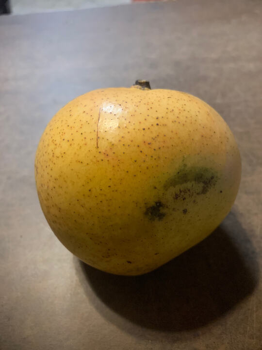Ambrosia mango reference