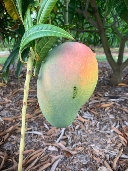 Ameeri mango reference