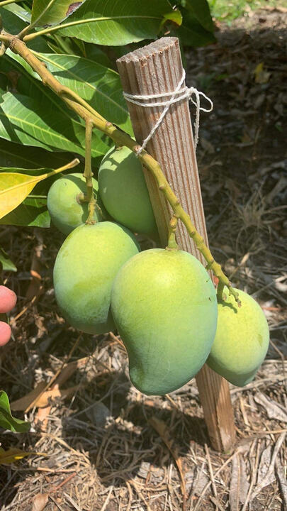 Amrapali mango reference