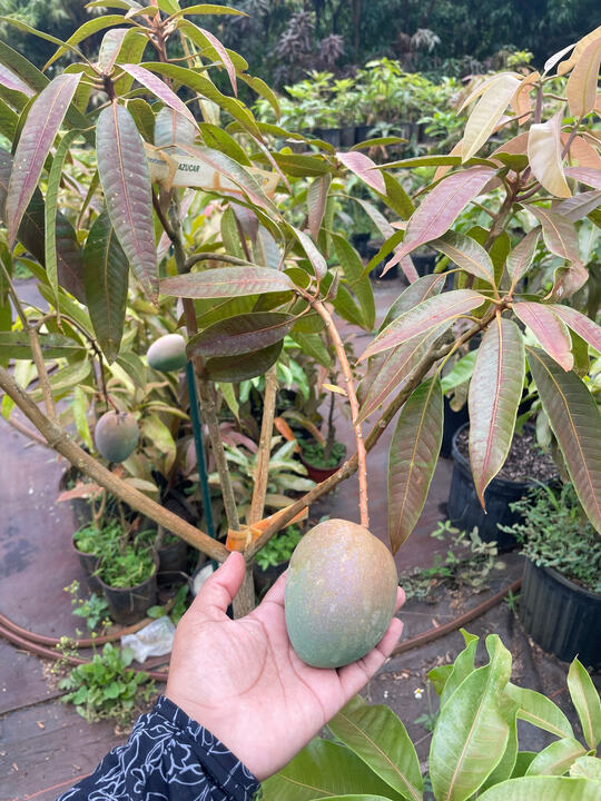 Azucar mango reference