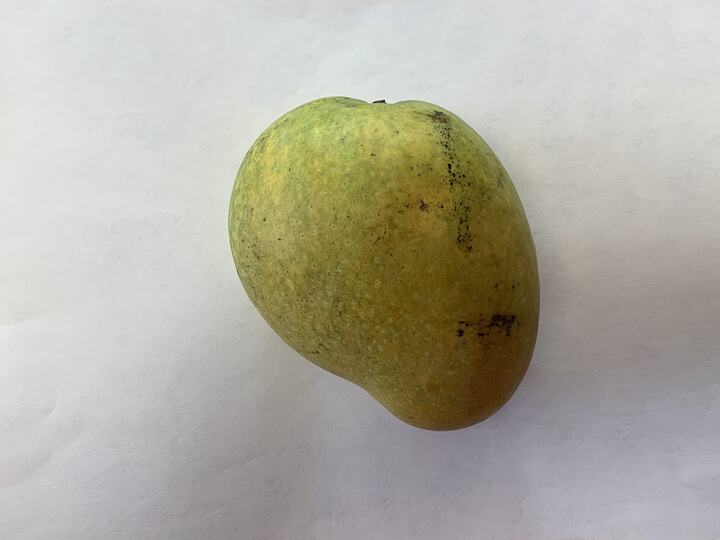 Banganapalli mango reference