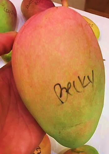 Becky mango reference