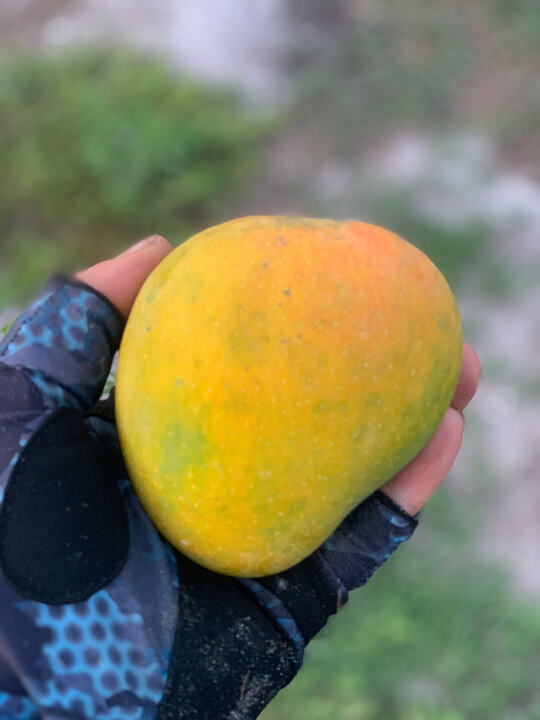 Bennett Alphonso mango reference