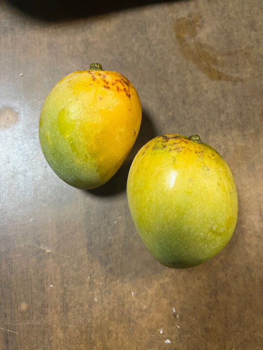 Blackie mango reference