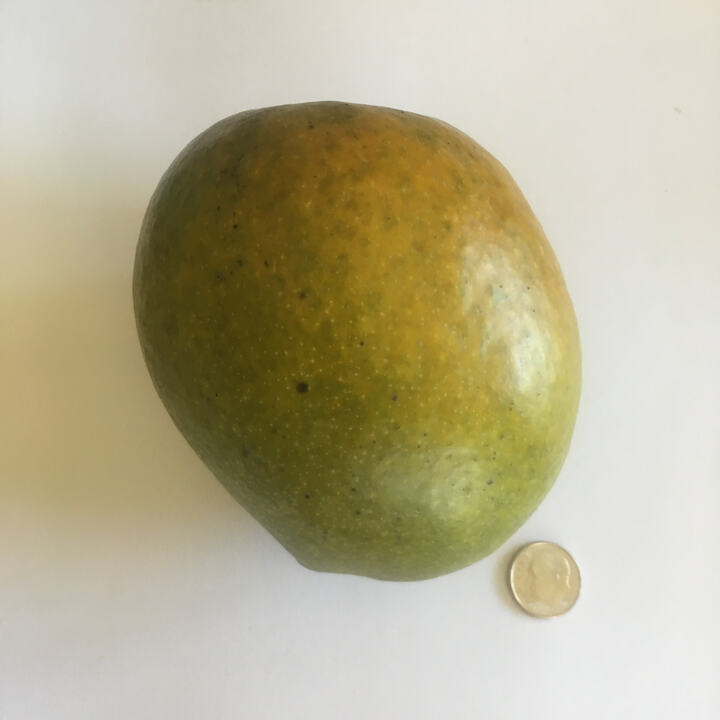 Bombay / Pairi / Raspuri mango reference