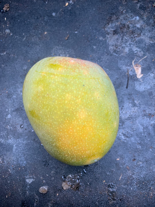 Borsha mango reference