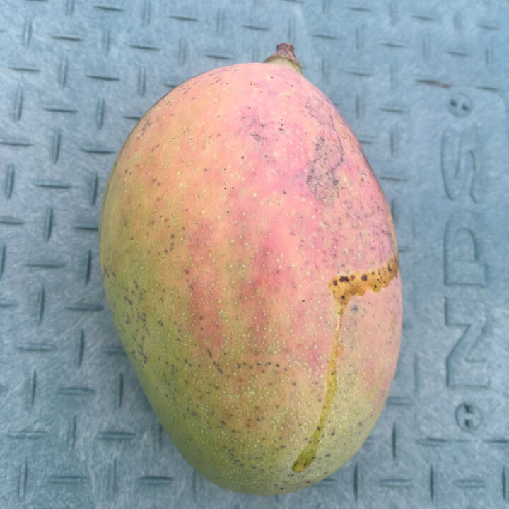 Brooks mango reference