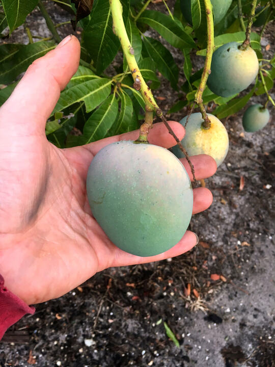 Buxton Spice mango reference