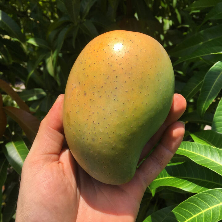 Cac mango reference