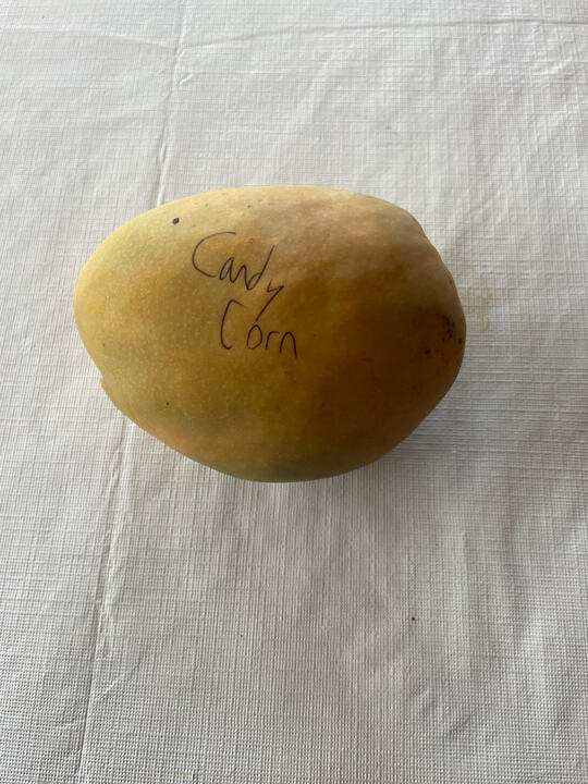 Candy Corn mango reference