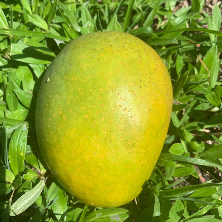 Carla mango reference