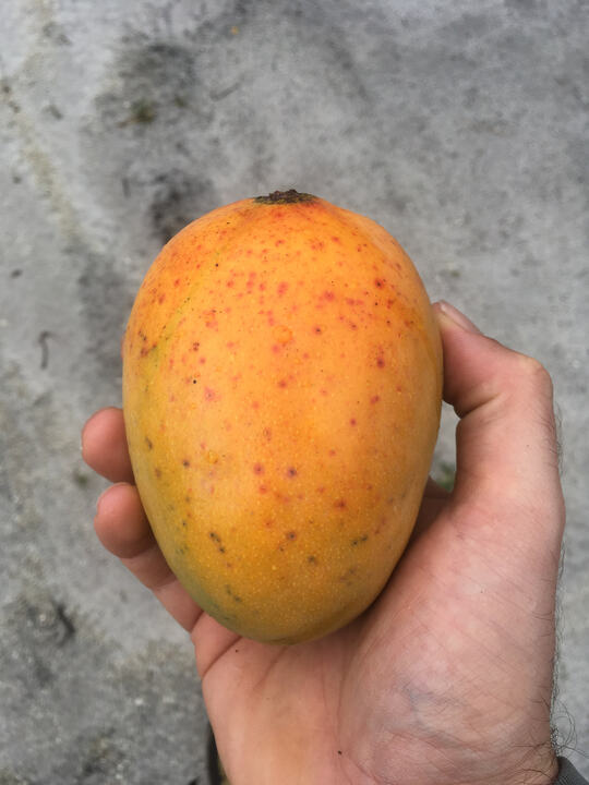 Carrie mango reference