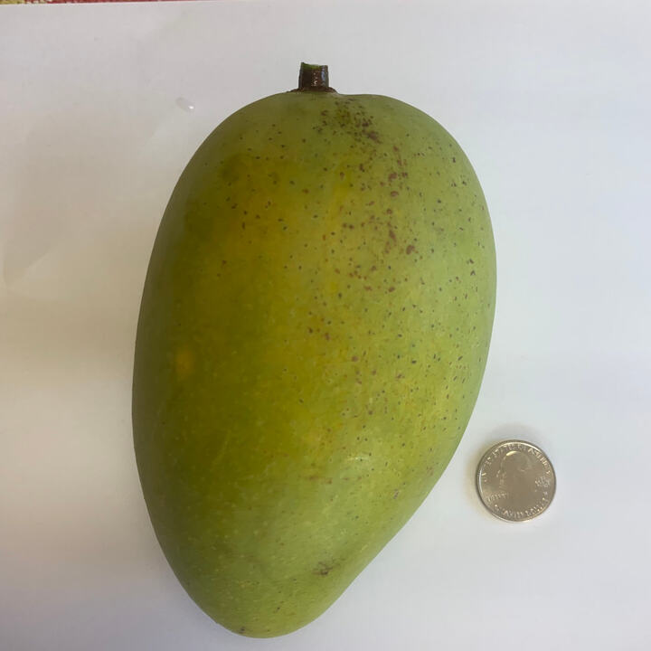 Cat Hoa Loc mango reference