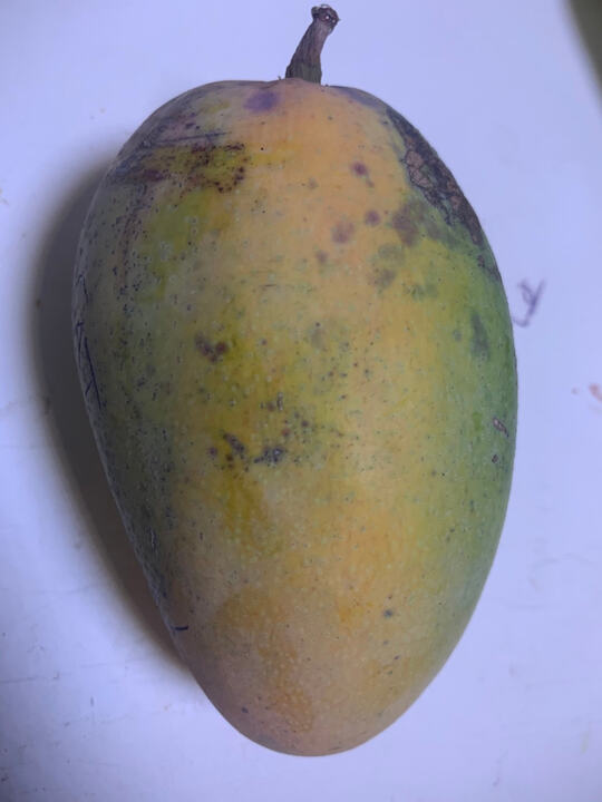 Cat Saigon mango reference