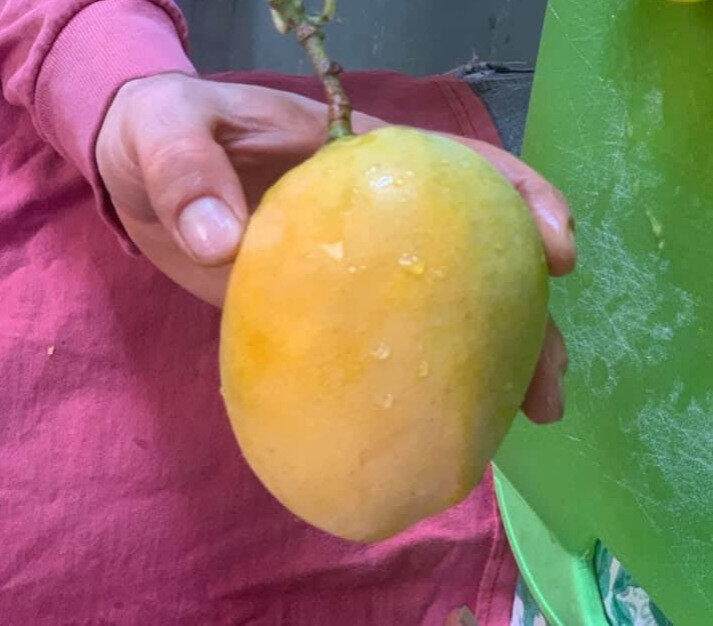 Cecilove / Zill 34-24 mango reference