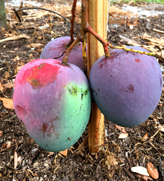 Chene mango reference