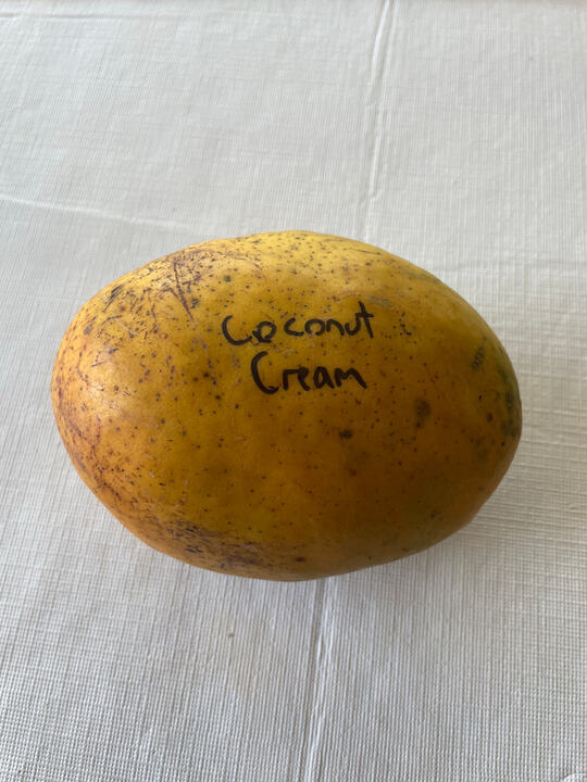 Coconut Cream mango reference