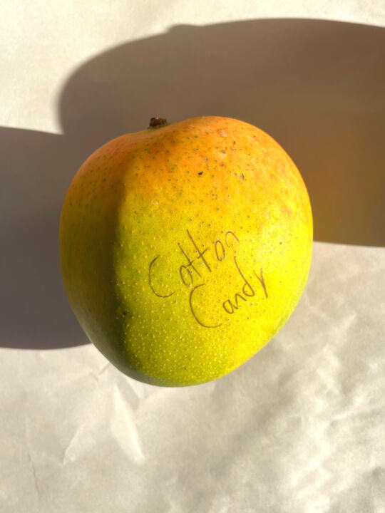 Cotton Candy mango reference