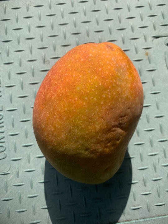 Cowasju Patel x Piri mango reference