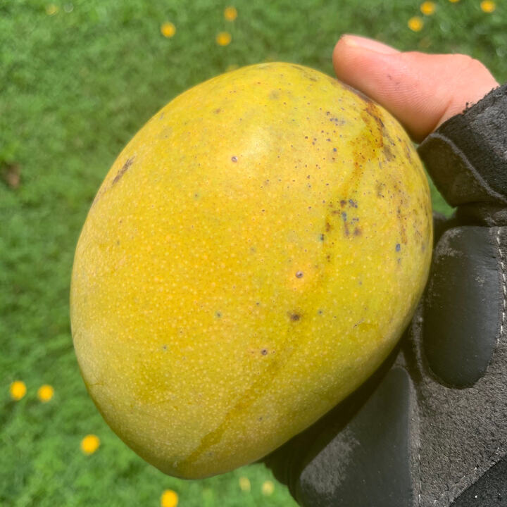Creme Brulee mango reference