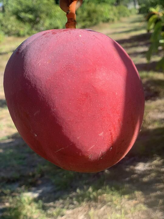 Crimson Delight mango reference