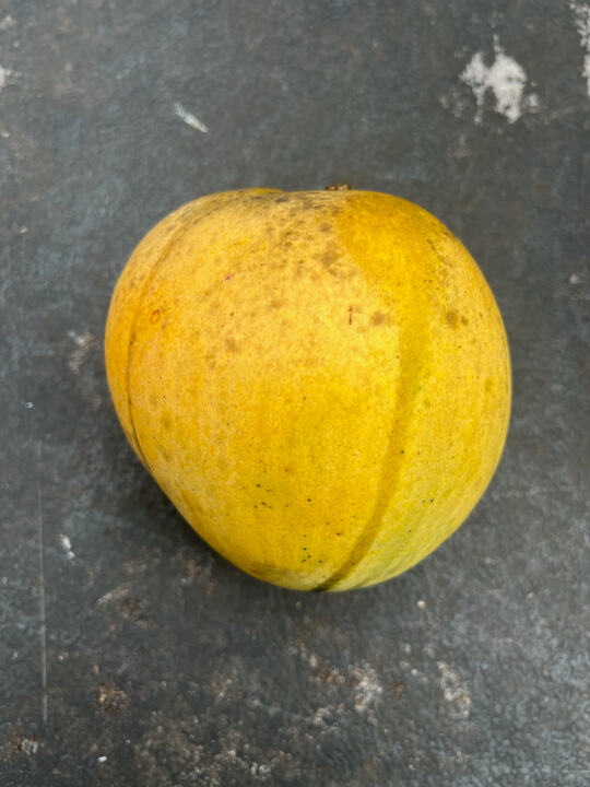 Crystal mango reference