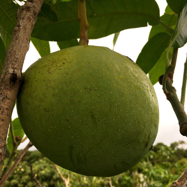 Cushman mango reference