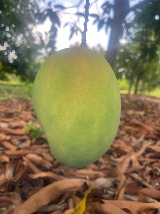 Delores mango reference