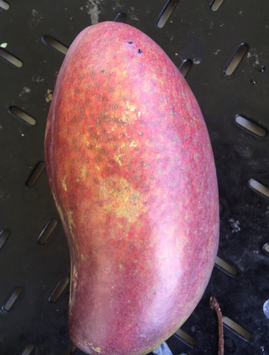 Diab mango reference