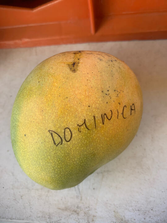 Dominica mango reference