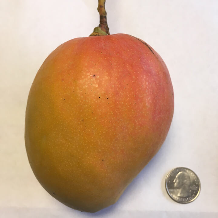 Dot mango reference