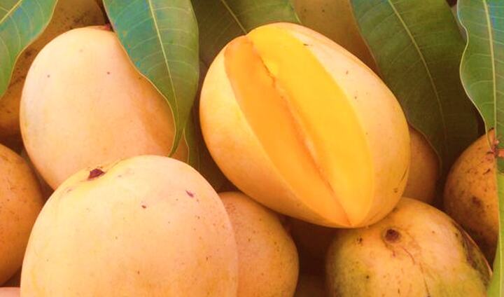 Duncan mango reference