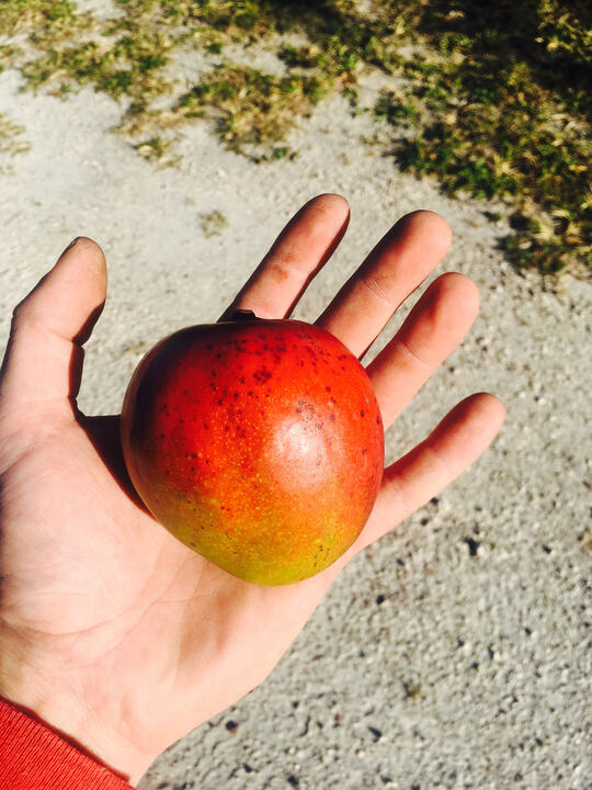 Dwarf Hawaiian/Tete Nene mango reference