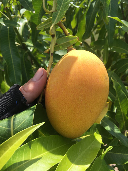 Earlygold mango reference