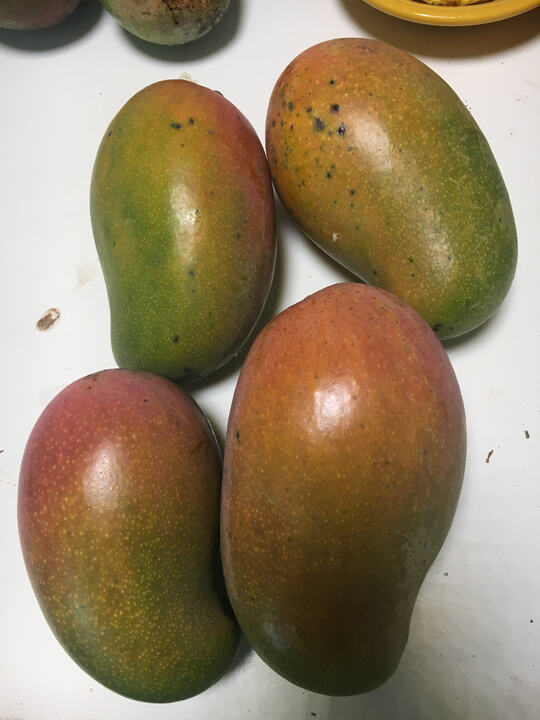 East Indian mango reference