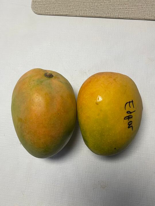 Edgar mango reference