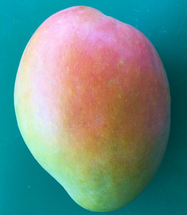 Edward mango reference