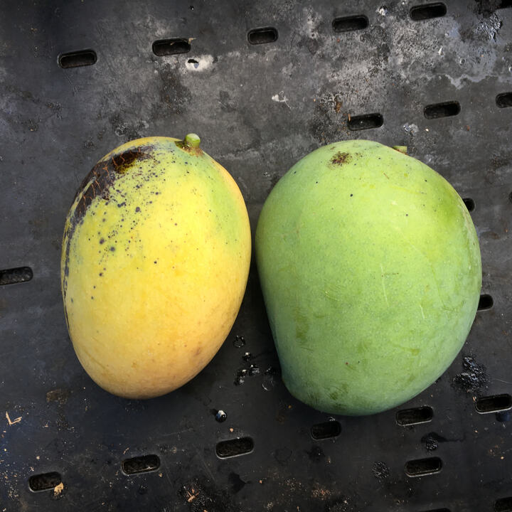 Ewais mango reference