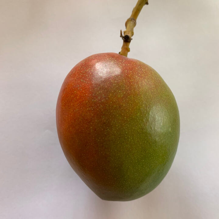 Excalibur mango reference