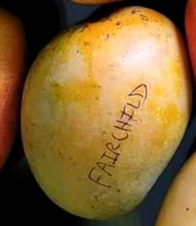 Fairchild mango reference