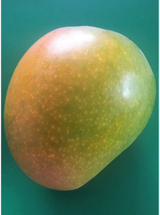 Florigon mango reference