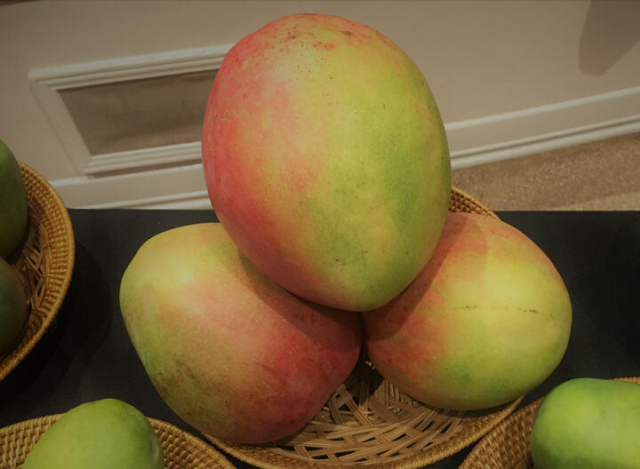 Ford mango reference