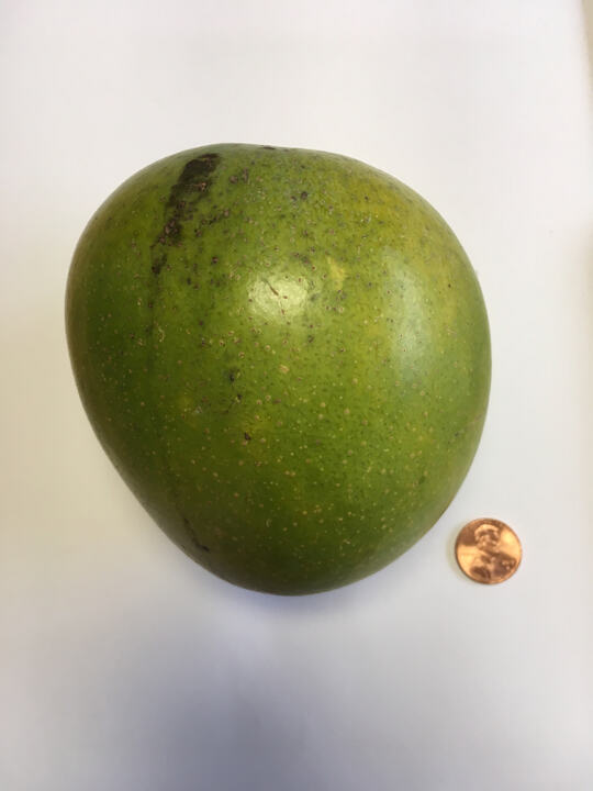 Fukuda mango reference