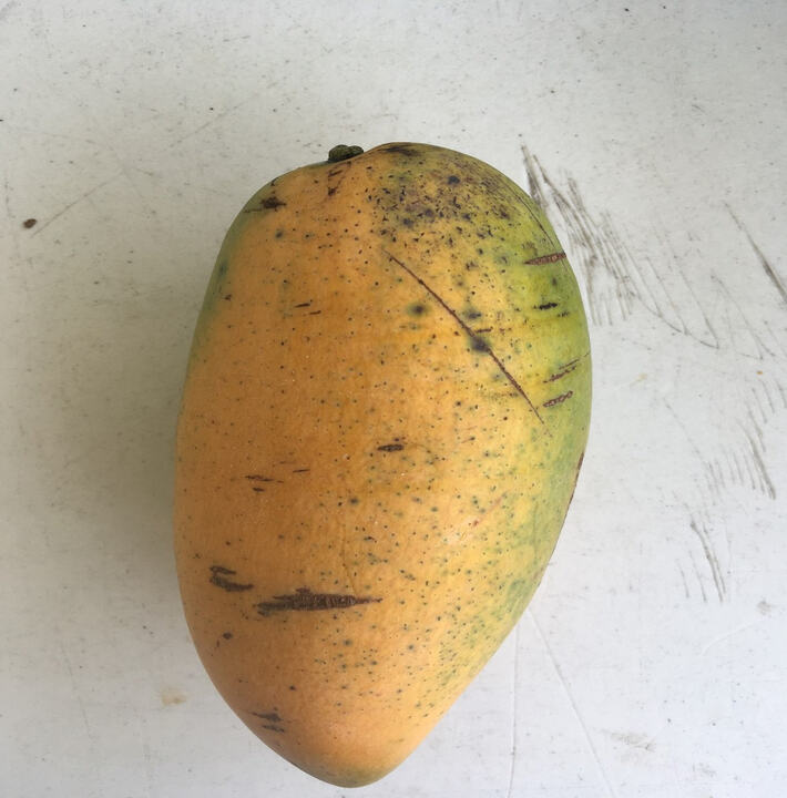 Gao Lim Krong mango reference