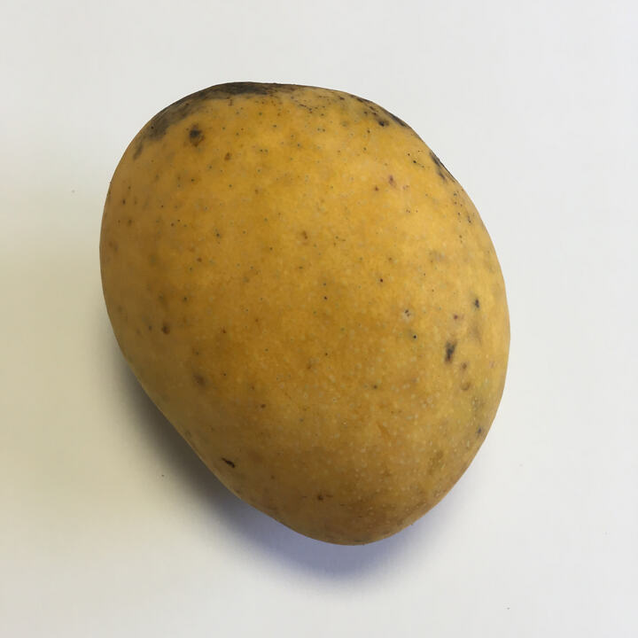 Gary mango reference
