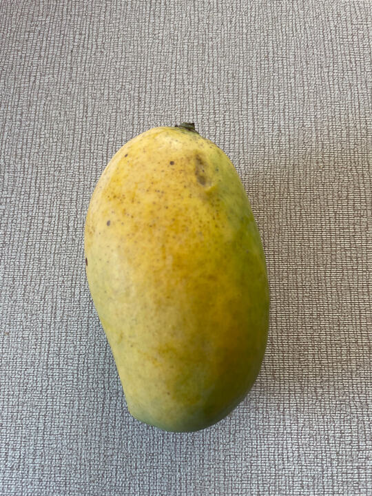 Gaylour mango reference