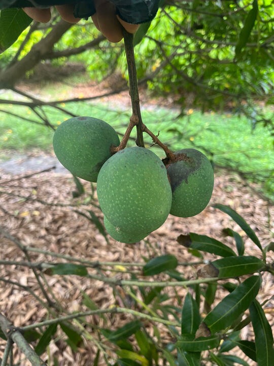 Gilas mango reference