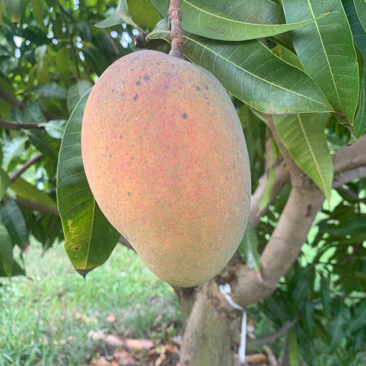 Giselle mango reference