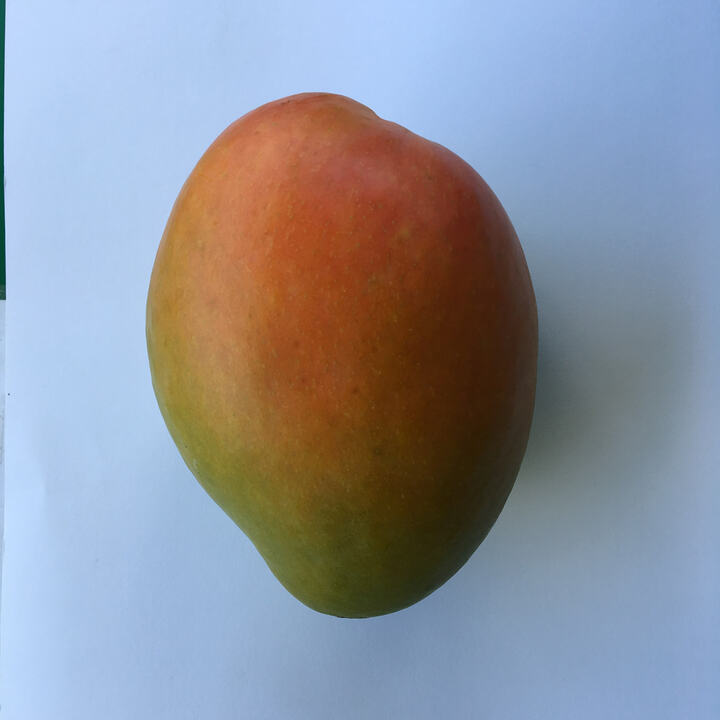 Glenn mango reference